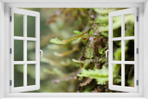 Fototapeta Naklejka Na Ścianę Okno 3D - Moss