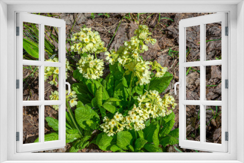 Fototapeta Naklejka Na Ścianę Okno 3D - Lush primrose Bush in spring