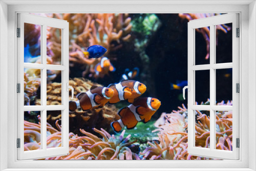 Fototapeta Naklejka Na Ścianę Okno 3D - A picture of Clownfishes swimming in the aquarium.   Vancouver Aquarium  BC Canada