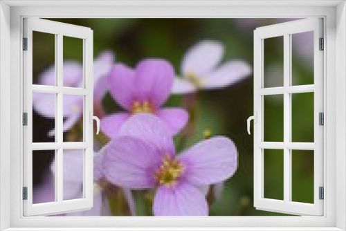 Fototapeta Naklejka Na Ścianę Okno 3D - pink flowers in garden