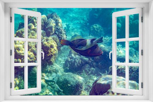 Fototapeta Naklejka Na Ścianę Okno 3D - Unterwasseraufnahmen: Triggerfish