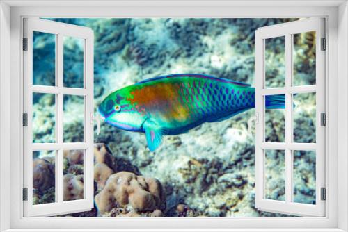 Fototapeta Naklejka Na Ścianę Okno 3D - Underwater Marine Life: Fish, Clams, Corals, Divers
