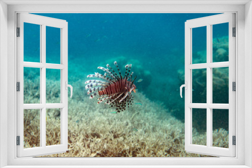 Fototapeta Naklejka Na Ścianę Okno 3D - Unterwasseraufnahmen: Fische, Korallen