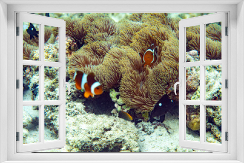 Fototapeta Naklejka Na Ścianę Okno 3D - Underwater Marine Life: Fish, Clams, Corals, Divers