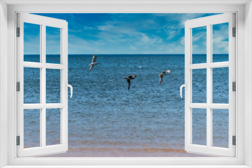Fototapeta Naklejka Na Ścianę Okno 3D - Beach on the Baltic Sea with Seagulls