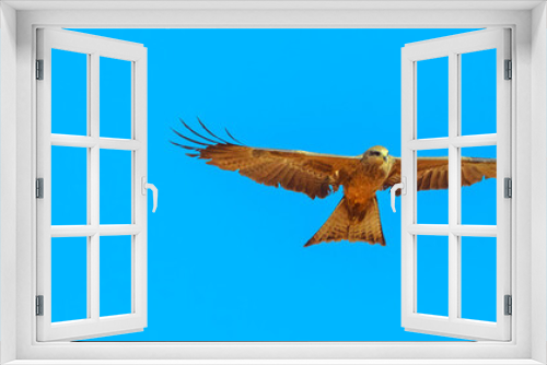 Banner panorama of whistling kite, Haliastur sphenurus, with gingery-brown feathers flies against the blue sky. Desert Park at Alice Springs in Northern Territory, Central Australia. Copy space.