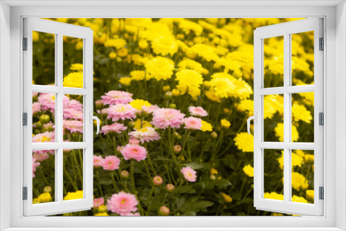 Fototapeta Naklejka Na Ścianę Okno 3D - Pink chrysanthemum surrounded by yellow, fragrant flowers.