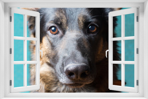 Fototapeta Naklejka Na Ścianę Okno 3D - Portrait of a cute German shepherd against a green background (shallow DOF, selective focus on the dog nose)