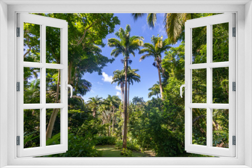 Fototapeta Naklejka Na Ścianę Okno 3D - Flower Forest Botanical Garden, Barbados, West Indies