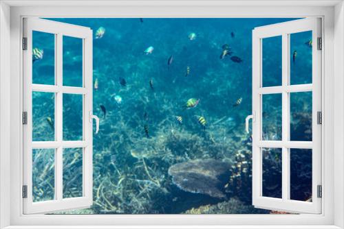 Fototapeta Naklejka Na Ścianę Okno 3D - Unterwasseraufnahmen: Fische, Korallen