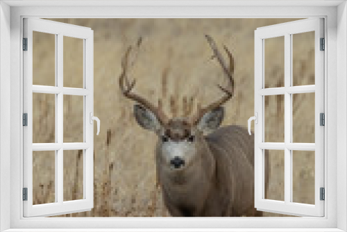Fototapeta Naklejka Na Ścianę Okno 3D - Buck Mule Deer in the Fall Rut in Colorado