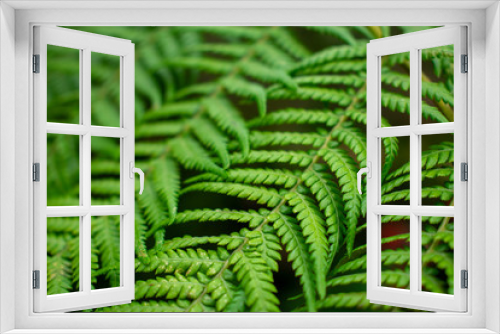 Fototapeta Naklejka Na Ścianę Okno 3D - Close up image of bright green ferns