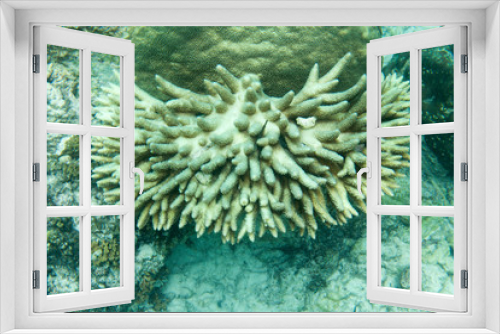 Fototapeta Naklejka Na Ścianę Okno 3D - Acropora coral in the sea