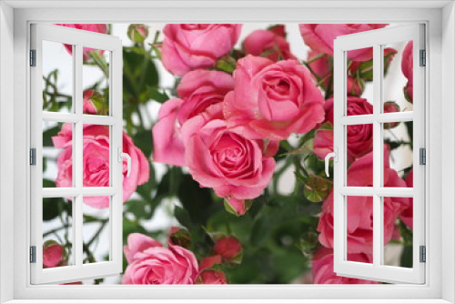 Fototapeta Naklejka Na Ścianę Okno 3D - rose bouquet in bright pink color close up