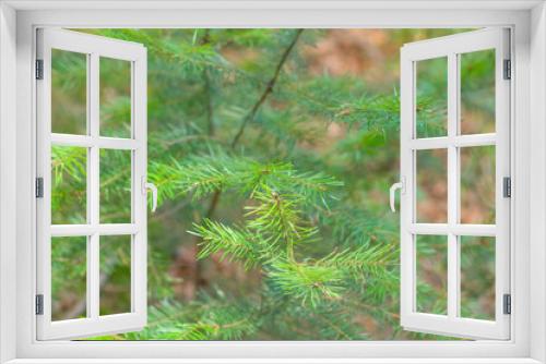 Fototapeta Naklejka Na Ścianę Okno 3D - Closeup nature view of branch of tree on blurred background in garden