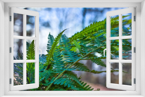 Fototapeta Naklejka Na Ścianę Okno 3D - Closeup nature view of branch of fern on blurred background in garden