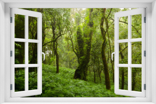 Fototapeta Naklejka Na Ścianę Okno 3D - Trees and forests In the range Rain forest, leaf of tree movement by wind and raining at Chiang Mai,  Thailand.