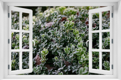 Fototapeta Naklejka Na Ścianę Okno 3D - frozen Buxus sempervirens