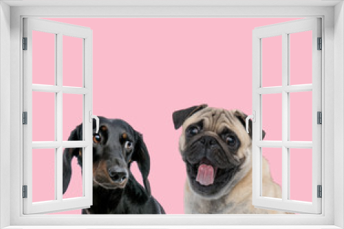 Fototapeta Naklejka Na Ścianę Okno 3D - team of teckel dachshund and pug on pink background
