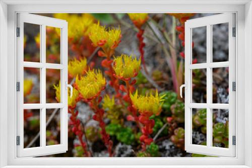 Fototapeta Naklejka Na Ścianę Okno 3D - Alpine Yellow Monkeyflower Blooms