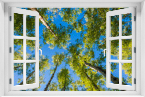 Fototapeta Naklejka Na Ścianę Okno 3D - Looking up in Forest - Green Tree branches nature abstract background. Spring sunny day