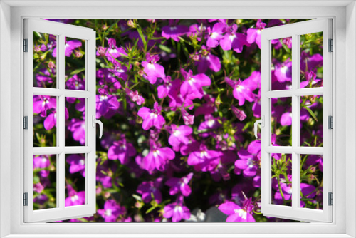 Fototapeta Naklejka Na Ścianę Okno 3D - Lobelia erinus purple flowers background