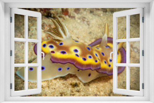 Fototapeta Naklejka Na Ścianę Okno 3D - Beautiful yellow nudibranch on the seabed 