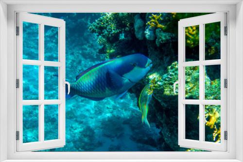 Fototapeta Naklejka Na Ścianę Okno 3D - Parrot fish (Scarus frenatus), close up in Red sea
