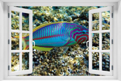 Fototapeta Naklejka Na Ścianę Okno 3D - Coral fish Thalassoma Klunzingeri  (Wrasse) nearby a coral reef of the Red sea