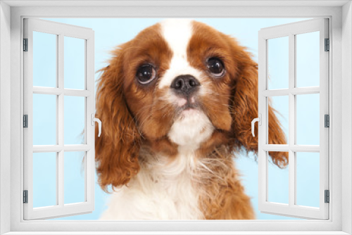 Fototapeta Naklejka Na Ścianę Okno 3D - Cavalier King Charles Spaniel puppy