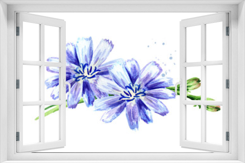 Fototapeta Naklejka Na Ścianę Okno 3D - Chicory ordinary or сommon or Cichorium intybus flowers, Watercolor hand drawn illustration, isolated on white background