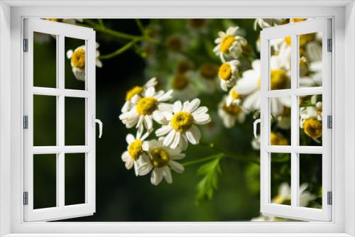 Fototapeta Naklejka Na Ścianę Okno 3D - Blooming camomile, beautiful nature scene, summer background, selective focus