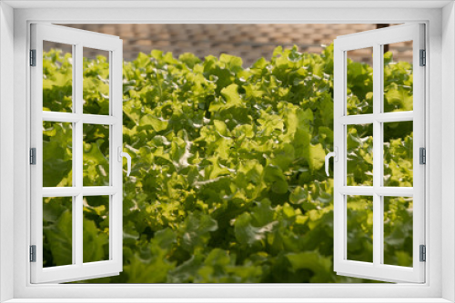 Fototapeta Naklejka Na Ścianę Okno 3D - green salad, green of salad, Organic Green Salad
