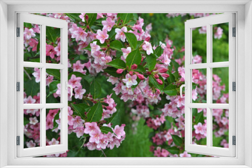 Fototapeta Naklejka Na Ścianę Okno 3D - Weigela blooms in the garden.