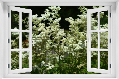 Fototapeta Naklejka Na Ścianę Okno 3D - Closeup filipendula ulmaria - very ornamental plant with blurred background in damp meadow