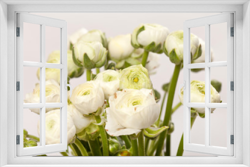 Fototapeta Naklejka Na Ścianę Okno 3D - white Ranunculus