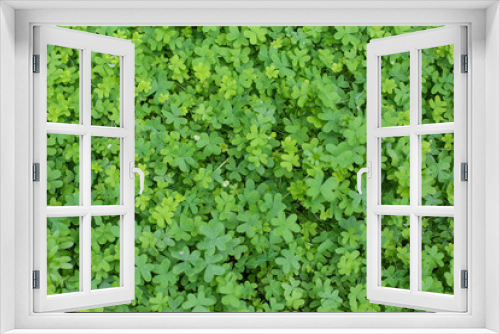 Fototapeta Naklejka Na Ścianę Okno 3D - Natural green dark background. Plant and herb texture. Leafs green young fresh oxalis, shamrock, trefoil close-up.
