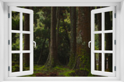 Fototapeta Naklejka Na Ścianę Okno 3D - Portugal árvores na floresta com vegetação verde
