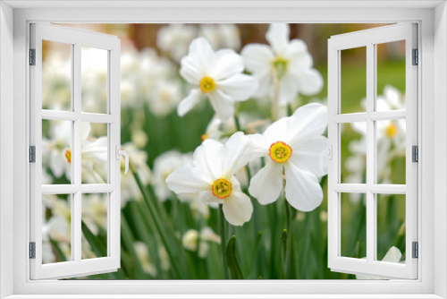 Fototapeta Naklejka Na Ścianę Okno 3D - Flowering daffodils in the garden in the spring.