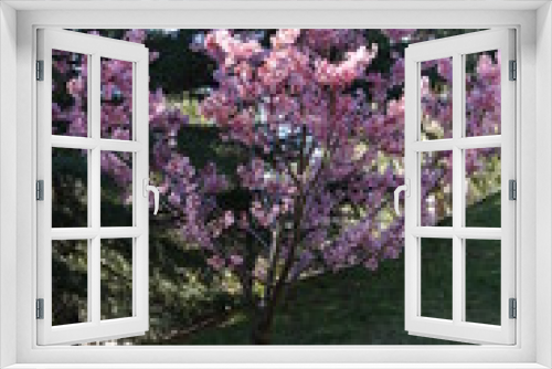Fototapeta Naklejka Na Ścianę Okno 3D - blooming cherry blossom tree in spring