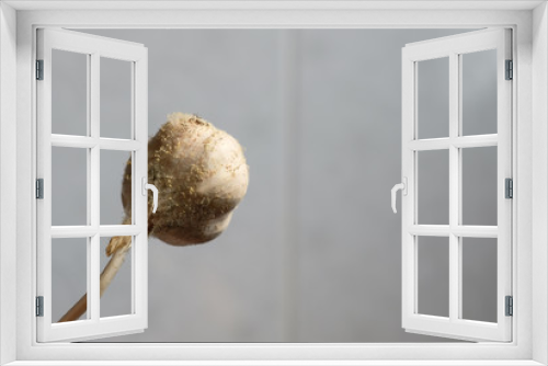 Fototapeta Naklejka Na Ścianę Okno 3D - Close-Up Moldy garlic on white background.