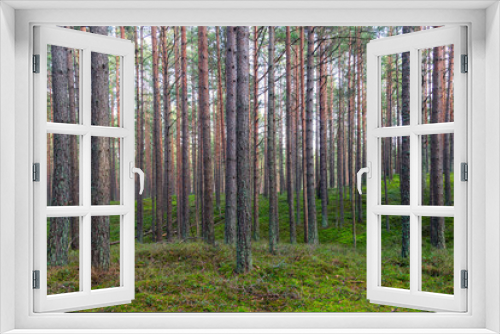 Fototapeta Naklejka Na Ścianę Okno 3D - Young pine forest near to Baltic sea coast.