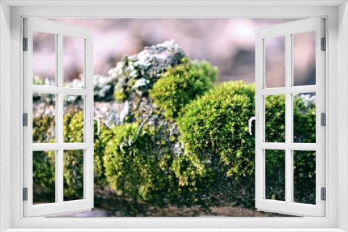 Fototapeta Naklejka Na Ścianę Okno 3D - green moss on a tree