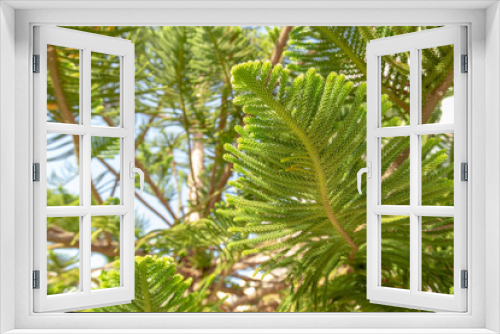 Fototapeta Naklejka Na Ścianę Okno 3D - Lush foliage of Norfolk Island Pine during the tropical sunny day. Resort or cruise background concept.