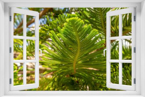 Fototapeta Naklejka Na Ścianę Okno 3D - Lush foliage of Araucaria heterophylla or Norfolk Island Pine during the tropical sunny day. Resort or cruise background concept.