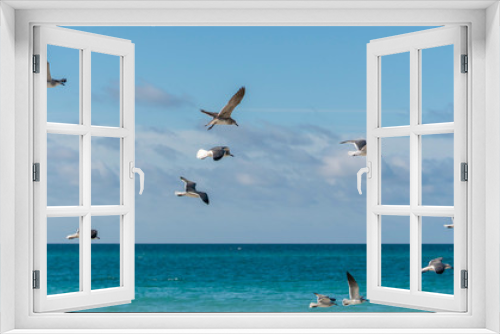 Fototapeta Naklejka Na Ścianę Okno 3D - many seagulls fly over the sunny sea on the coast of cuba 