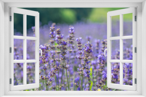Fototapeta Naklejka Na Ścianę Okno 3D - Colorful flowering lavender shrub close up. Beautiful nature background.