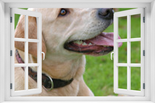 Fototapeta Naklejka Na Ścianę Okno 3D - Labrador Dog Headshot