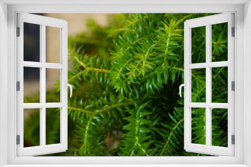 Fototapeta Naklejka Na Ścianę Okno 3D - close up of fern
