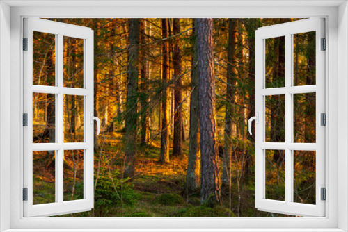 Fototapeta Naklejka Na Ścianę Okno 3D - Sunset scene in forest with bright yellow sunlight falling on trees in sunset hour in winter without snow in Latvia